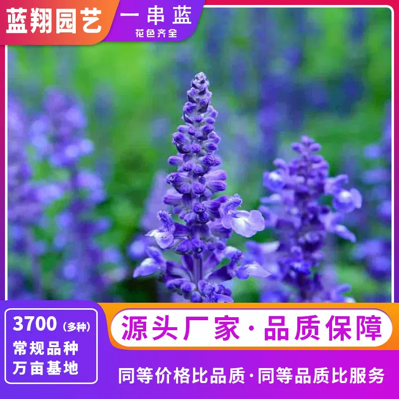 一串蓝种子蓝花鼠尾草四季薰衣草绿化花圃种籽花镜鲜切花观赏花籽