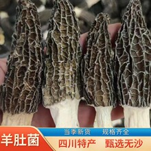 一件代发四川金堂羊肚菌250g/袋食用菌菇干货剪柄羊肚菌批发