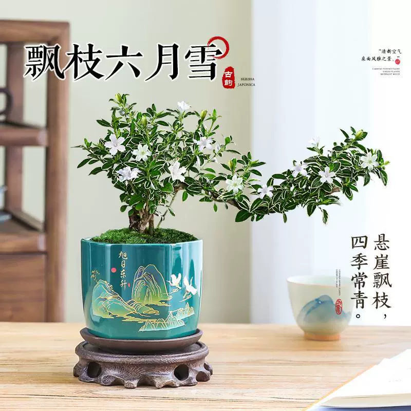 Craggy June Snow Bonsai Деревянный песочный горшок Крытый зеленый цветок Китайский цветок дзен в горшке Легко ухаживать за всеми сезонами Настольный орнамент.