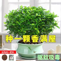Qingxiang перец древесины горшок подлинный Комаров Репеллент насекомых трава завод Крытый хорошо Four Seasons вечнозеленое зеленое растение старый ворс бонсай