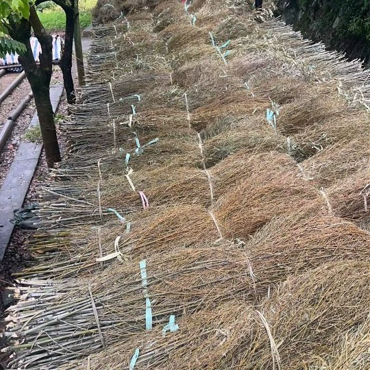 Производственная фабрика прямых продаж Mao Bamboo Branch Branch Miao Erhuang старые ветви стены забора