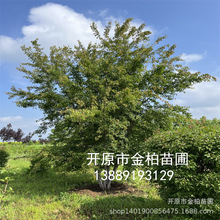 丛生茶条槭3-8米 圃地熟货茶条槭树苗 东北茶条槭 规格齐全