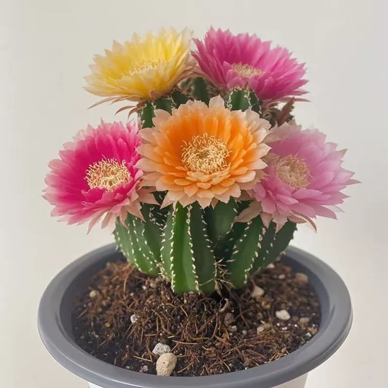 G Feihua Нефритовый кактус в горшке цветет в любое время года, легко живет, очищает воздух, поглощает формальдегид, настольный офисный цветок зеленого цвета