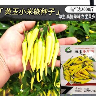 Ұ���S���콷�N���ݽ�Ұɽ���N�Ӹ߮a�����SɫС�⽷���������N��