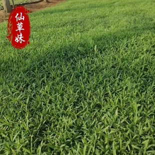 Ground Cover Dianthus Changxia Dianthus Park Street Ornamental Flower Sea Park Real Estate Greening Perennial Florals European Dianthus
