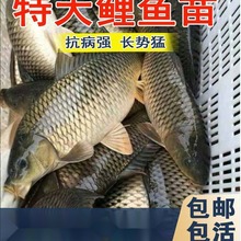 大鲤鱼草鱼花白鲢螺蛳青建裸鲤黄骨鱼稻花鲤鱼金草鱼红尾鲤鱼鱼苗