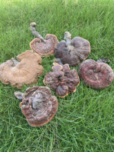 rȻҰ`֥Lɽӷ۳`֥ɽ`֥ɴƬĥ