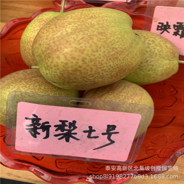 好本号梨,好本号梨品种,竹内结子(第3页)_大山谷图库