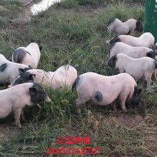 出售巴馬香豬苗活體幼崽 巴馬香豬批發 巴馬香豬價格質詢 小豬苗