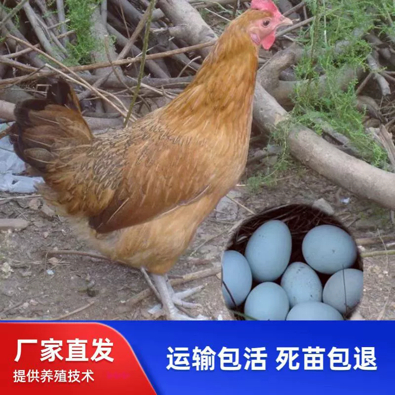 Оптовая продажа цыплят одного дня, высокоурожайных яйценоских цыплят, яйценоских цыплят с конопляным пером и зеленой скорлупой, смешанных цыплят, цыплят-красных петухов, местных кур с зелеными лапками.