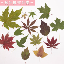 ���~�ɻ� ����ֲ��˱��̌W���z�Ʒ�������Ѻ��̨��ֲ��˱�