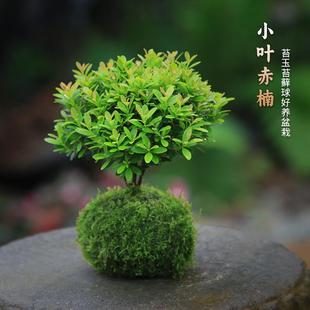 С�~�������ˮ��̦�\������С�辰ֲ���҃��k��������[���Gֲ