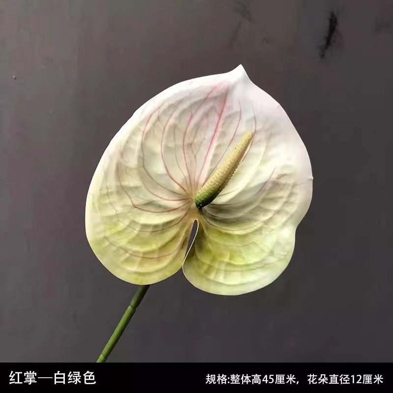 플라스틱 손바닥-흰색 녹색