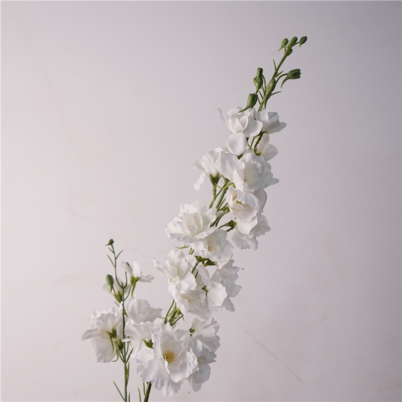 촉촉한 제비꽃-화이트