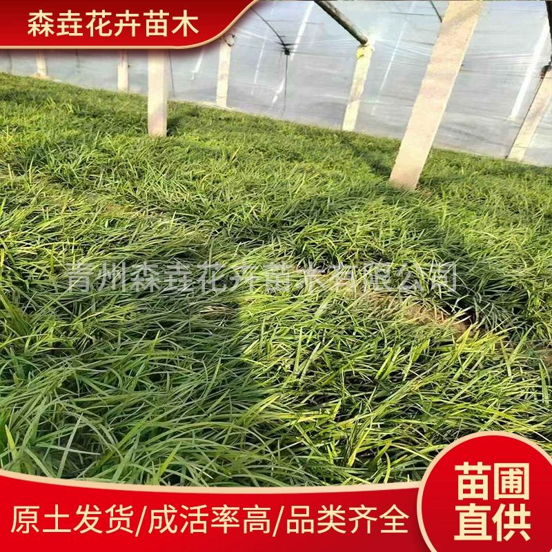 Лилитёрф, морозостойкая зелень, газон, ступенчатая трава, озеленение внутреннего двора виллы, почвопокровное растение, лилитёрф