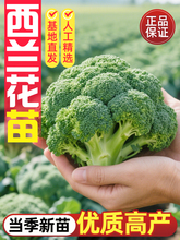 ���{�������m��̦�����l�ļ��r����Ȼ�߲˾�Ʒ�����ﶬ���ˈ@���l