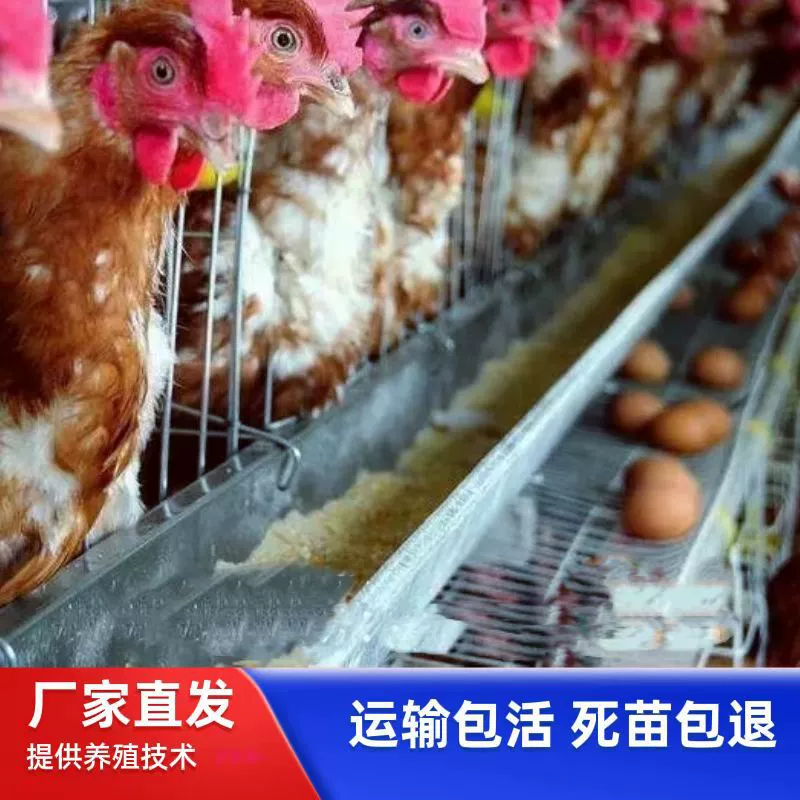 Высокопроизводительные краснокоричневые профессиональные несушка, красноклювые несушка, куры свободного выгула оптом.