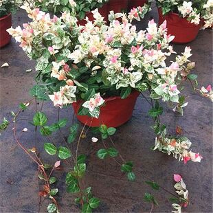 ���~�jʯ�����̨ͥԺ�k���Ҳ��~���������mֲ���ļ��^�~�����՚�