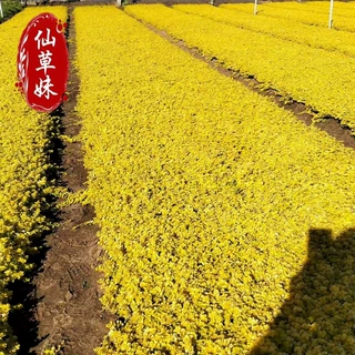 金叶过路盆景盆栽好养耐寒耐旱四季金黄垂吊爬藤垂直绿化室内外