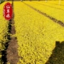 四季垂直室内外盆栽盆景
