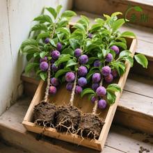 AӘtƷNش޽ӷϷNֲˮȫ