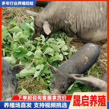纯种巴马香猪活体出售 藏香猪哪里有 宠物小香猪多少钱一只租赁