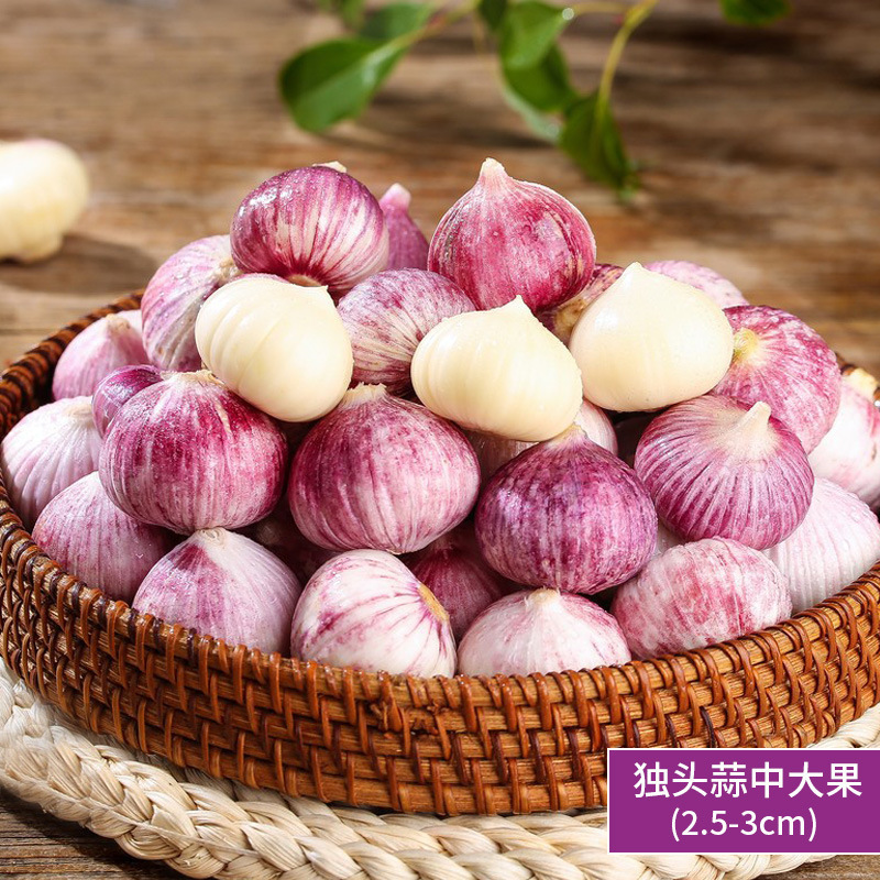 단일마늘-중열매 500g (2.5-3.0cm)