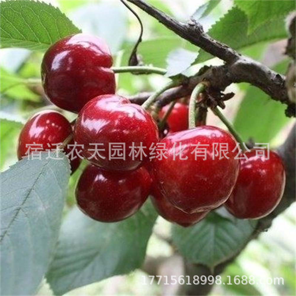 智利车厘子樱桃树苗大樱桃桑提娜苗各种品种樱桃树苗当年结果果树