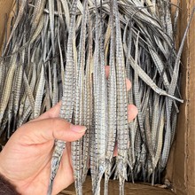 ��ζ���������ɻ��ݾ������Ǻ�����150-170ͷ