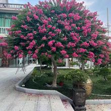 һ�����lͥԺ��ޱ����t����������Z�q�Ϙ������ͺ��t������ռt