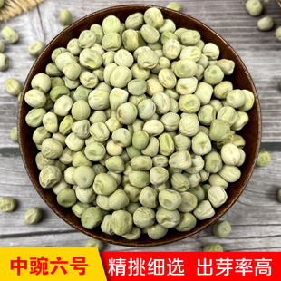 ������̖�㶹�N������߮a�����͟��ͺ����������߲˷N���㶹�N��