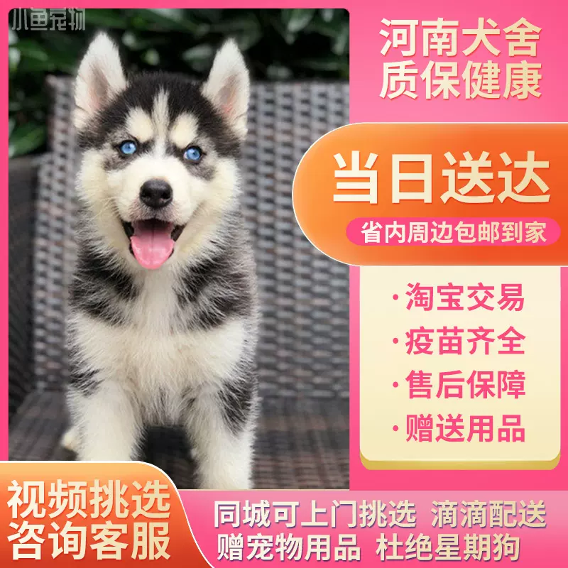 [包活零售纯种哈士奇幼犬三把火蓝眼小中型二哈犬宠物狗活训练
