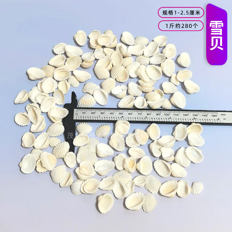 天然法螺貝 卸売供給源 魚水槽造園 工芸品 消耗品 1-10cm シェル|undefined