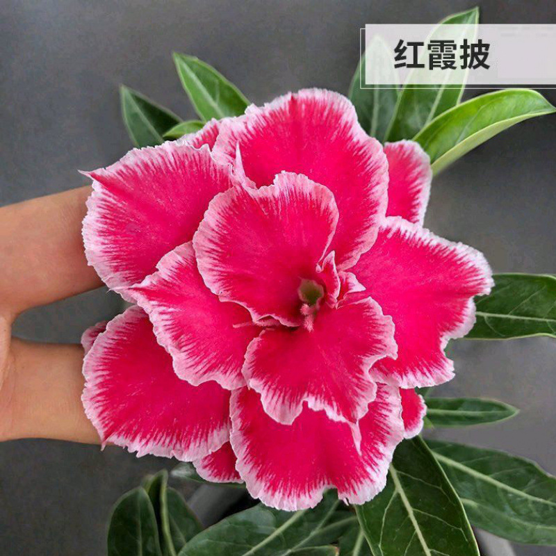 # 홍샤피사막(3년생 모종) 1개는 그해에 개화한다