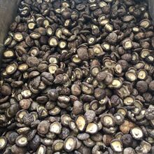 香菇干货农家金钱菇蘑菇食用菌菇土特产无根肉厚高品质源头批发