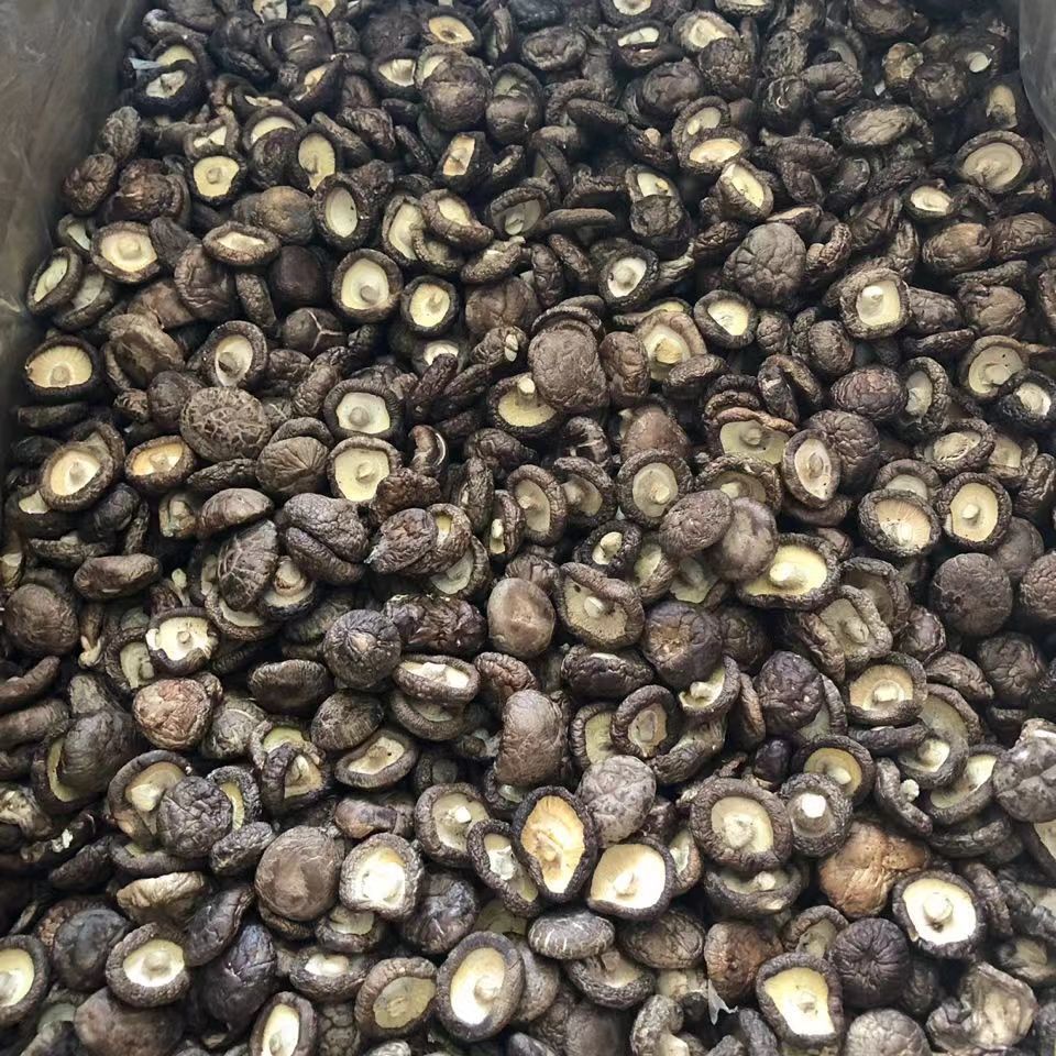 香菇干货农家金钱菇蘑菇食用菌菇土特产无根肉厚高品质源头批发