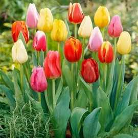 荷兰郁金香种球盆栽水培植物室内百合鲜花四季开花好养活水仙花卉