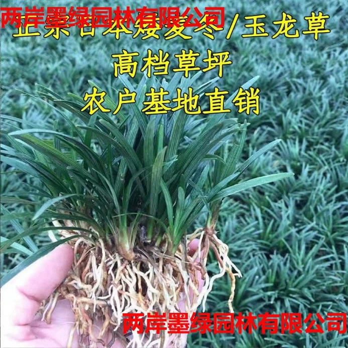 Оптовая продажа базы гнома Ophiopogon japonicus, прямая продажа гнома Ophiopogon japonicus, трава японского гнома Ophiopogon japonicus, трава Yulong, двор, декоративное вечнозеленое растение, все сезоны