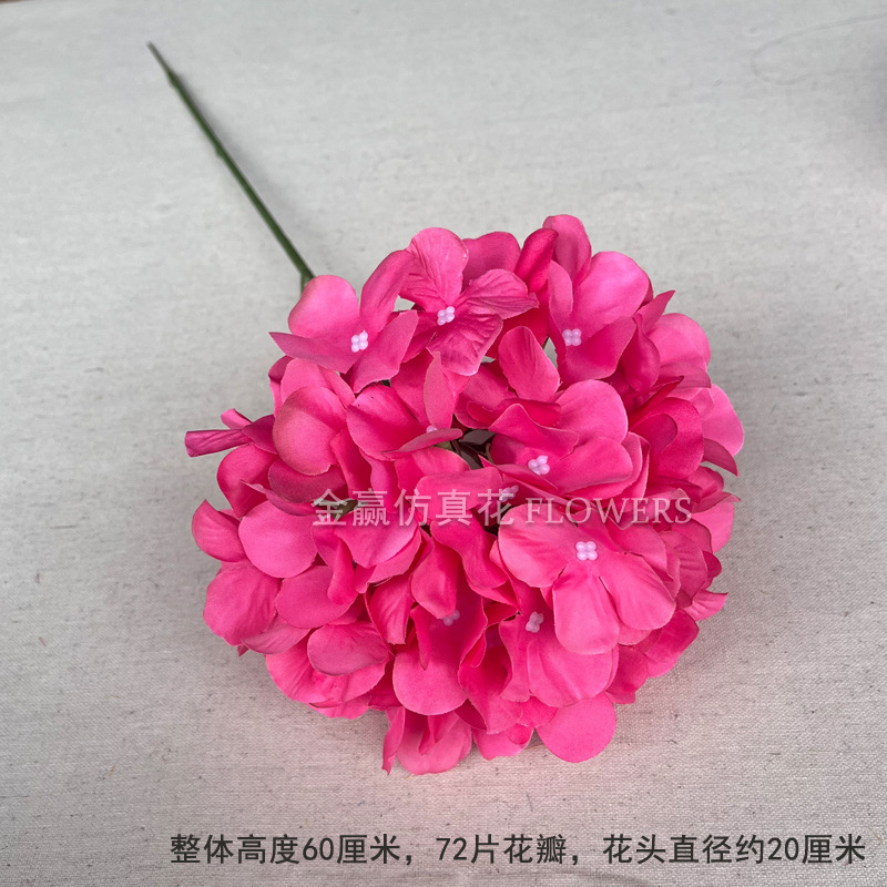 단일 대형 수국