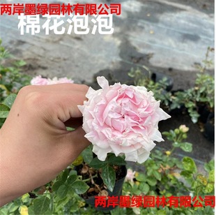 �W���ٱ��¼���������С��õ���NޱͥԺ�^�p���¼����㻨��ֲ��