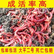 蚯蚓种 大平二号活邱蚓种苗散装活饵包活邮野钓大小号鲜活红念冬