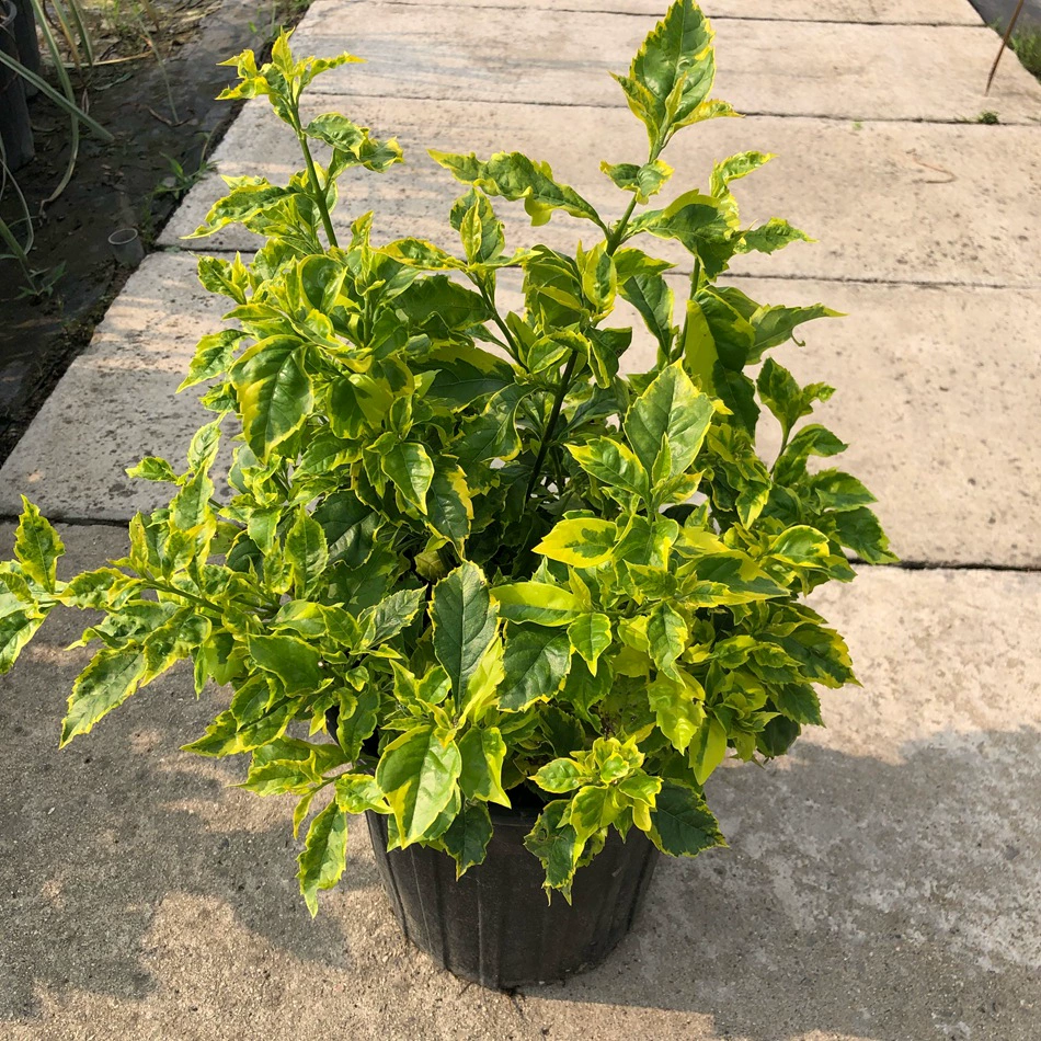 Золотой лист Pseudoforsythia 2 галлона Бассейн Золотая Рассада Желтый лист Pseudoforsythia Цвет листьев Цветочные растения Озеленение рассады