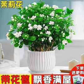 带植物室内茉莉花苗盆栽驱蚊水开花培四季栀子花老桩九里香花苞绿