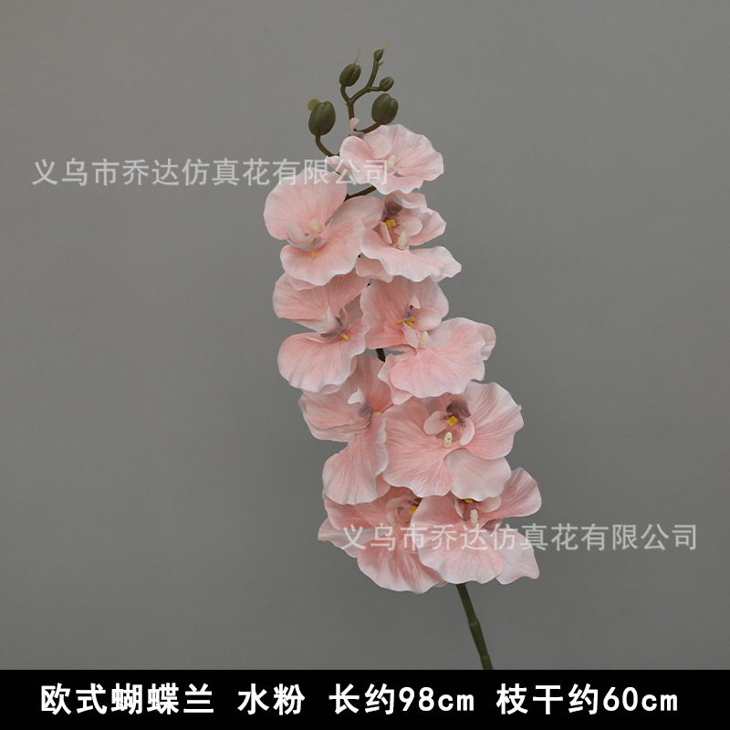 European-style Phalaenopsis Gouache