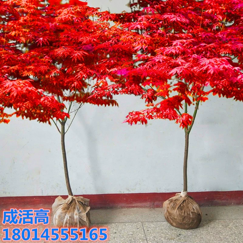 Оптовая Красный Кленовые Саженцы Япония Американский Красный Кленовый Рассада Китай Красный Четыре Сезона Красный Северный и Южный Посадка Красный Танец