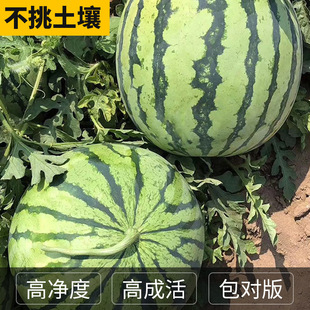8424�����������ϷN���ļ�ˮ���N���r��ˈ@�����֭��Ƥ���ϷN��