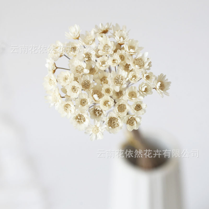 Flor seca Flor eterna Gypsophila Bola de oro No me olvides Flor seca Rosa hoja de eucalipto Pine Fruit Lover Grass al por mayor