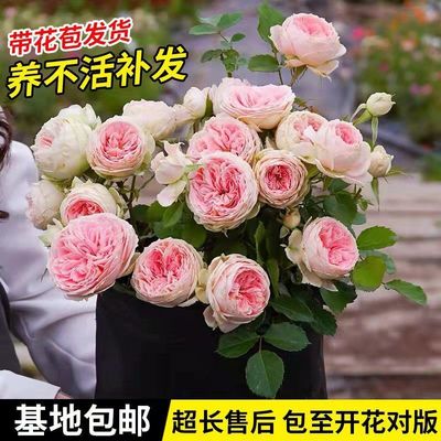 Climbing Chinese rose rose Chinese rose Potted plant Four seasons Bloom courtyard Big flower Strong fragrance feed flowers and plants Botany