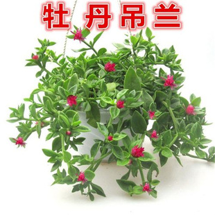 ĵ�����m���Դ���ֲ�ﻨ�~���̨���B�����҃ȃ����՚�Gֲ�󻨰�