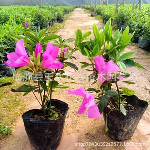 ë�N��ͥԺ����ľ���ع���  �o�¾G�����Դ��Nӳɽ�t���N�������l